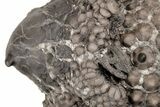 Fossil Crinoid (Gilbertsocrinus) and Gastropod (Platyceras) - Indiana #216142-1